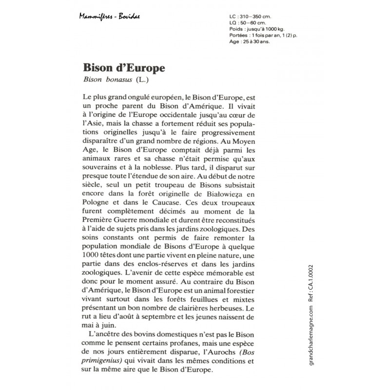 Carte postale Bison d'Europe