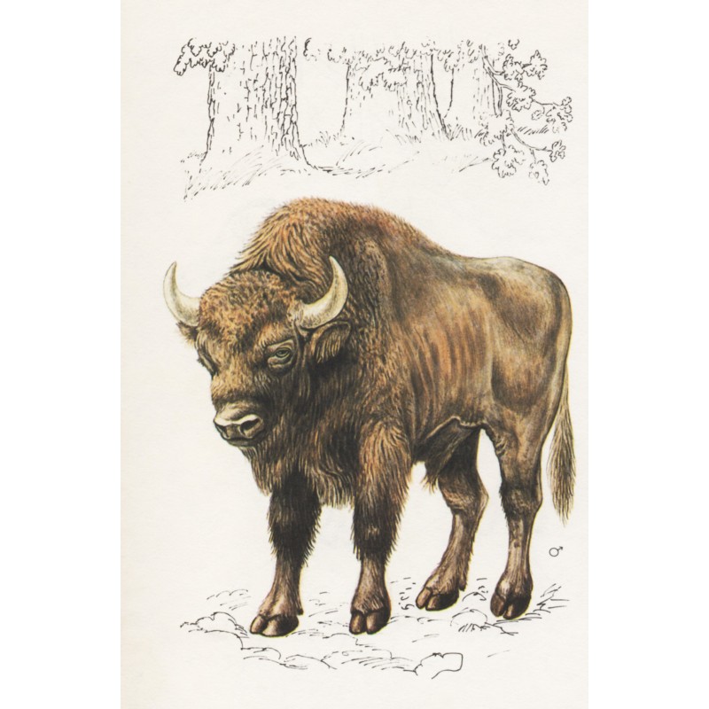 Carte postale Bison d'Europe