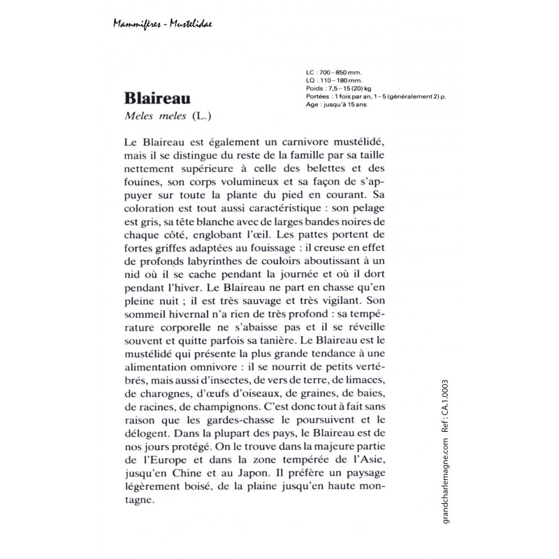 Carte postale Blaireau