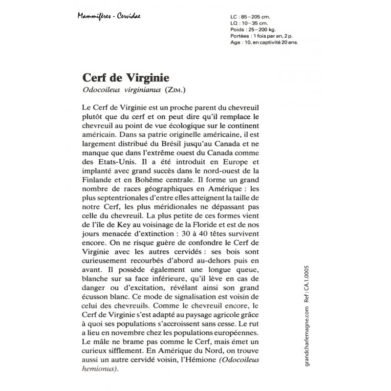 Carte postale Cerf de Virginie.